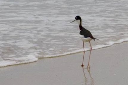 What would _you_ call a shorebird with extraordinarily long legs relative to its body, if not a stilt?